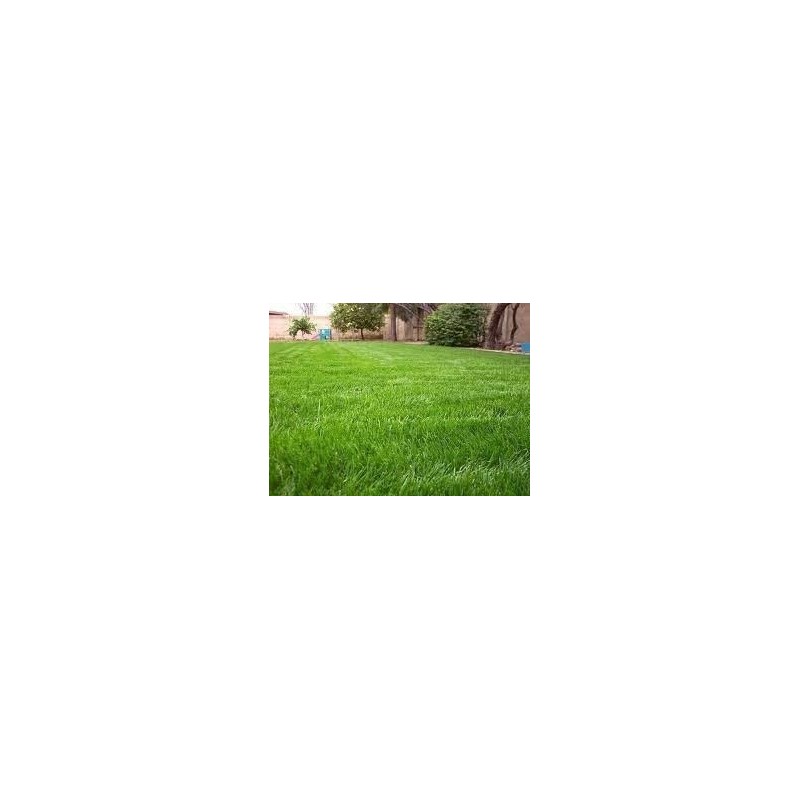 Jumbo Tetraploid Annual Ryegrass (5 Lbs.)