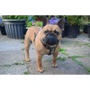 Bestia studded leather harness. French Bulldog size. 100% leather. Handmade