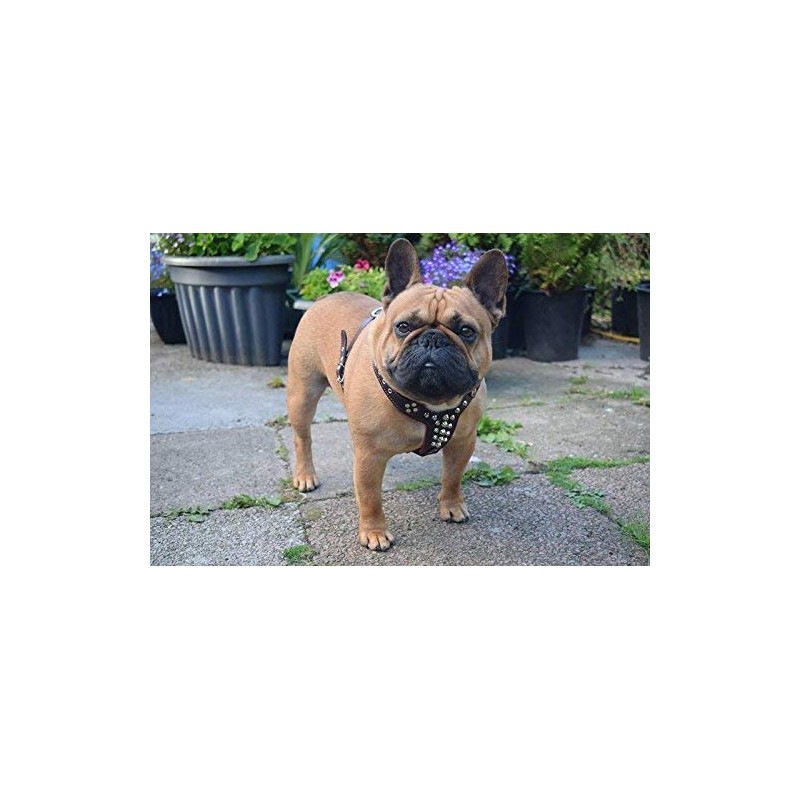 Bestia studded leather harness. French Bulldog size. 100% leather. Handmade