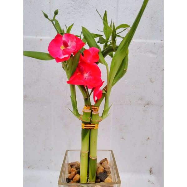 jmbamboo- Live Heart Style Lucky Bamboo Arrange w/Glasses Vase Pebble Silk Orchid