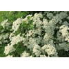 Health Embassy Hawthorn Flower (Crataegus L), 100 g