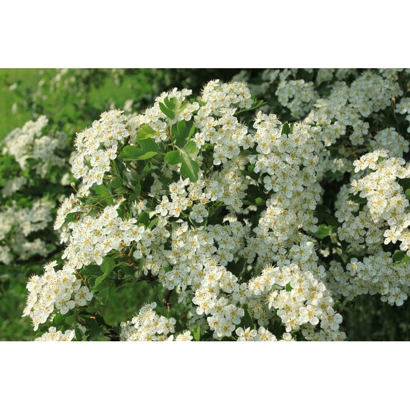 Health Embassy Hawthorn Flower (Crataegus L), 100 g