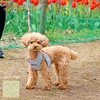 犬用 すっぽ抜けない 着脱簡単 セーフティーロック付 抗菌防臭加工 スーパーハーネス＆リードセット トリコロールネオ【グレー】【6号】（9713）アクティブな子 気の弱い子 気管や頸椎の弱い子 パピーや老犬の介護用に