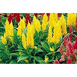 Celosia Castle Series Yellow Annual Seeds