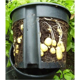 PotatoPot® potato planter / planter for planting potatoes on patio & balcony
