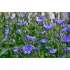 2 lb. Chicory Seed Food Plot Deer Forage Wildlife Seeds