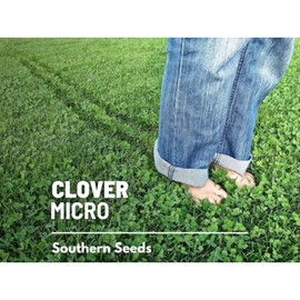 Southern Seeds Clover, Micro (Mini) - 10,000 Seeds - Lawn Alternative, Grass Supplement
