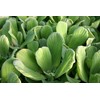 Water Lettuce (5 Live Plants)