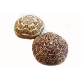 (2) Large Alfonso Gator Sea Urchins 3"+ Coastal Beach Cottage Craft Decor