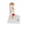 3B Scientific 3B Smart Anatomy E12 Ear Model, Table Size,