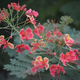 Caesalpinia Pulcherrima Seeds Pride of Barbados Flower Attracts Pollinators Patio Borders Outdoor 5Pcs Flower Seeds by YEGAOL Garden