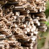 Mipcase 200Pcs Mason Bee Tubes, Mason Bee House Reed Nest