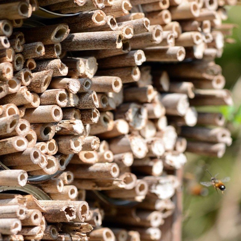Mipcase 200Pcs Mason Bee Tubes, Mason Bee House Reed Nest