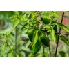 Jalapeño Pepper Seeds (Capsicum annuum) 200 Seeds (1 Gram)