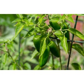 Jalapeño Pepper Seeds (Capsicum annuum) 200 Seeds (1 Gram)