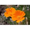Poppy- California Orange- 250+ Seeds