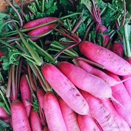 China Rose Pink Radish Seeds (Raphanus sativus) – 125+ Non-GMO & Heirloom Seeds by Isla’s Garden Seeds, Also Known as Rose Radish, Crisp & Fast-Growing Cool-Season Variety for Fall Gardens, Gift Idea