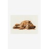 DMC Reclining Lion Cub, Includes Aida Fabric, Needle, Embroidery Threads