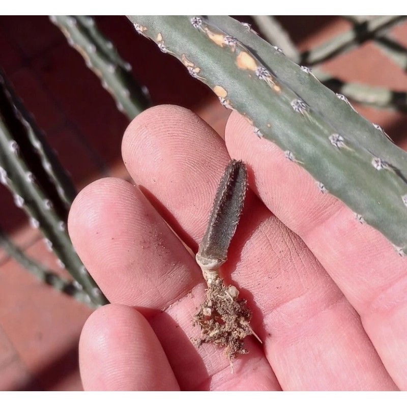 Cactus PENIOCEREUS GREGGII *25 seeds* Night Blooming Cereus Tuber Caudex