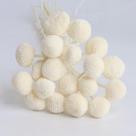 30pcs Dried Flowers Craspedia Billy Balls Flowers White Dried Craspedia Flowers Billy Buttons Floral Bouquet for Decor Wedding Flower Arrangements Home Party DIY