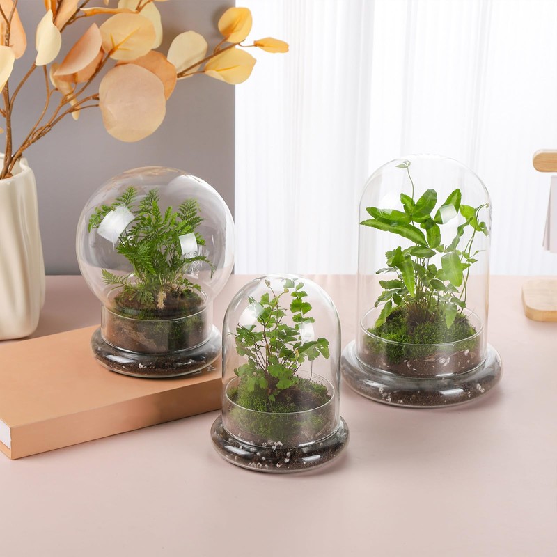 WHJY 6 inches Glass Cloche for Indoor Plants Small Terrarium