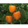 Southeast Seeds Orange Sweet Bell Pepper, NON-GMO, Heirloom, Variety Sizes,