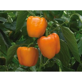 Southeast Seeds Orange Sweet Bell Pepper, NON-GMO, Heirloom, Variety Sizes, FREE SHIPPING - 50 Seeds