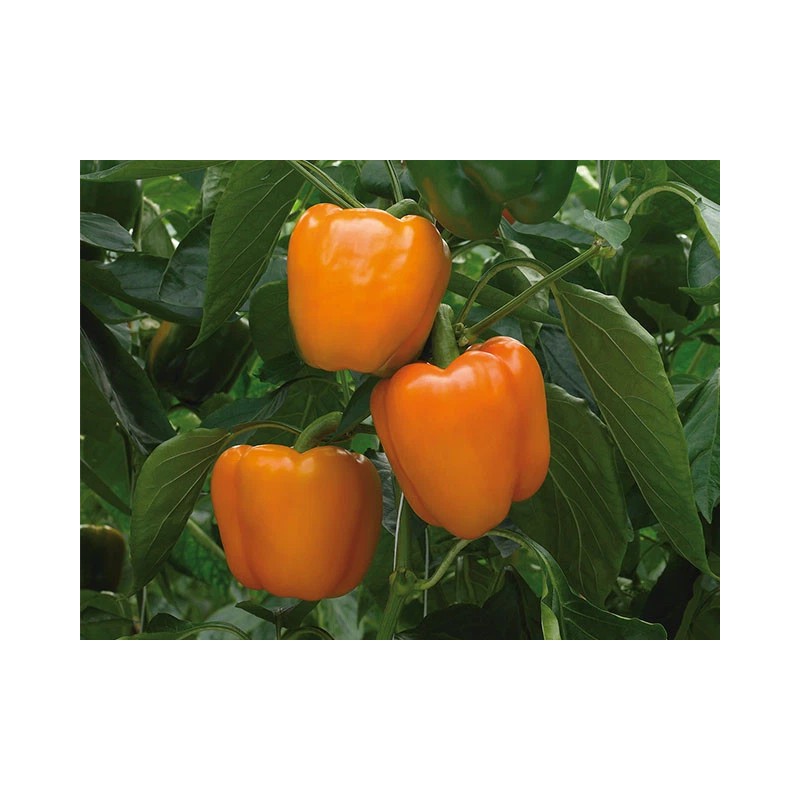 Southeast Seeds Orange Sweet Bell Pepper, NON-GMO, Heirloom, Variety Sizes,