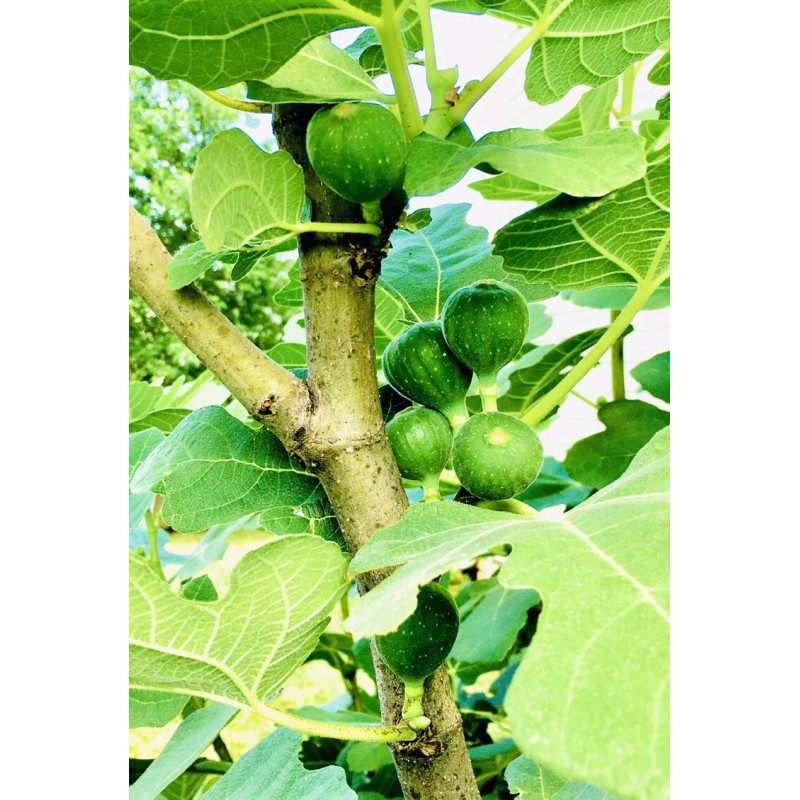 Hardy Chicago Organic Fig Tree 3 Cuttings ---Hardy Chicago