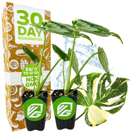 Thai Constellation Monstera Starter Plants – Monstera deliciosa by Wellspring Gardens – Live Variegated Houseplants for Indoor Decor – Rare Aroid (2-Pack)