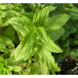Oregano Thyme Mint - Hybrid Mint