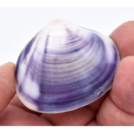 Florida Shells and Gifts One Polished Purple Clam (Pair) 1.5-2" Beach Crafts Ocean Jewelry Nautical Decor