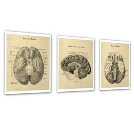 Gnosis Picture Archive Neuroscience Decor Gift set of 3 unframed Prints of Human Brain Anatomy Art