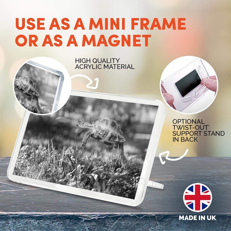 1 x Fridge Magnet - Tortoise Turtle Jumping Frisbee #36328