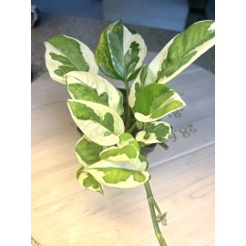 Vine Pothos N Joy Pearls and Jade -  D Ivy indoor Vine Live Plant in 4”pot Variegated