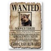 Norwich Terrier Wanted Fridge Magnet No 2