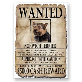 Norwich Terrier Wanted Fridge Magnet No 2
