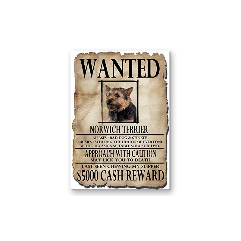 Norwich Terrier Wanted Fridge Magnet No 2