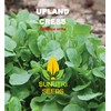 Cress Seeds, 200+ Upland, Heirloom, Non GMO Seeds, Barbarea Verna