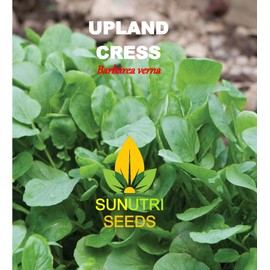 Cress Seeds, 200+ Upland, Heirloom, Non GMO Seeds, Barbarea Verna
