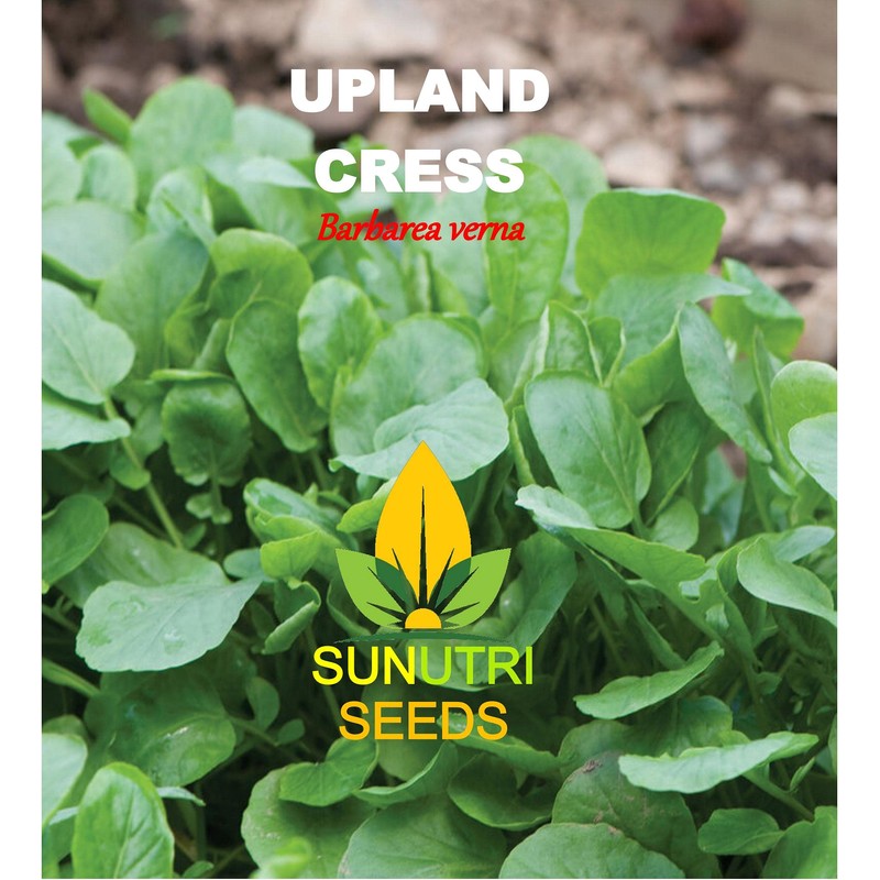 Cress Seeds, 200+ Upland, Heirloom, Non GMO Seeds, Barbarea Verna