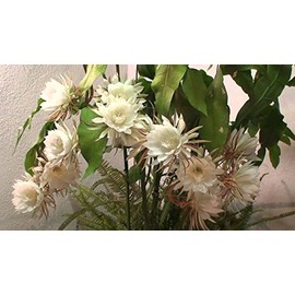 3 Well-Rooted Cuttings of Epiphyllum Oxypetalum - Queen of the Night