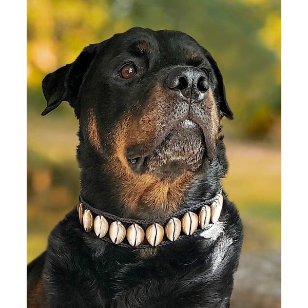 Handmade Seashell DogCollar,Awesome Cool Origional Luxury Fun Nautical Custom Beach