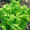 1 Variety Vegetable Seed, 3g Buttercrunch Lettuce Seeds for Planting