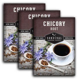 Root Chicory Seed for Planting - 3 Packets with Instructions to Plant and Grow Coffee Chicory in Your Home Vegetable Garden - Non-GMO Heirloom Variety - Survival Garden Seeds