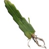 Cactus 2X Queen 12" CACTUS ORCHIDs NIGHT BLOOMING CEREUS