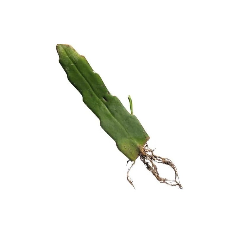 Cactus 2X Queen 12" CACTUS ORCHIDs NIGHT BLOOMING CEREUS