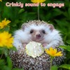 Toys for Hedgehogs Small Animal Accessories, Cute Hedgehog Toys, Ball