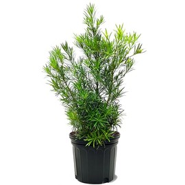 American Plant Exchange Podocarpus Bush, 7 Gallon Pot, 3-4ft Tall, Outdoor Landscape Garden Shrub, Live Plant, Fast Growing