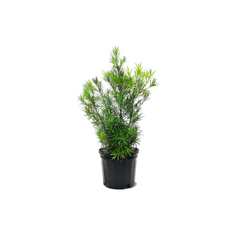 American Plant Exchange Podocarpus Bush, 7 Gallon Pot, 3-4ft Tall,
